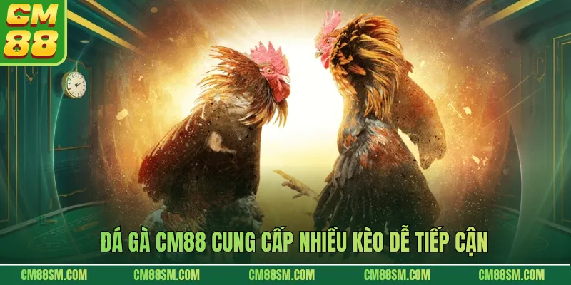 Đá gà CM88 cung cấp nhiều kèo dễ tiếp cận