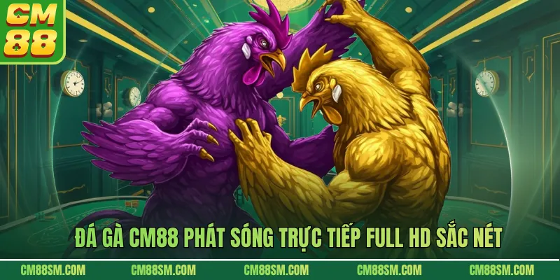 Đá gà CM88 phát sóng trực tiếp full HD sắc nét