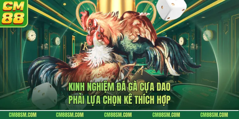 Kinh nghiệm đá gà cựa dao phải lựa chọn kê thích hợp